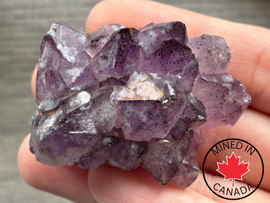 Thunder Bay Amethyst Crystal Cluster (H) - The Wandering Fox Emporium, Your Crystal Store