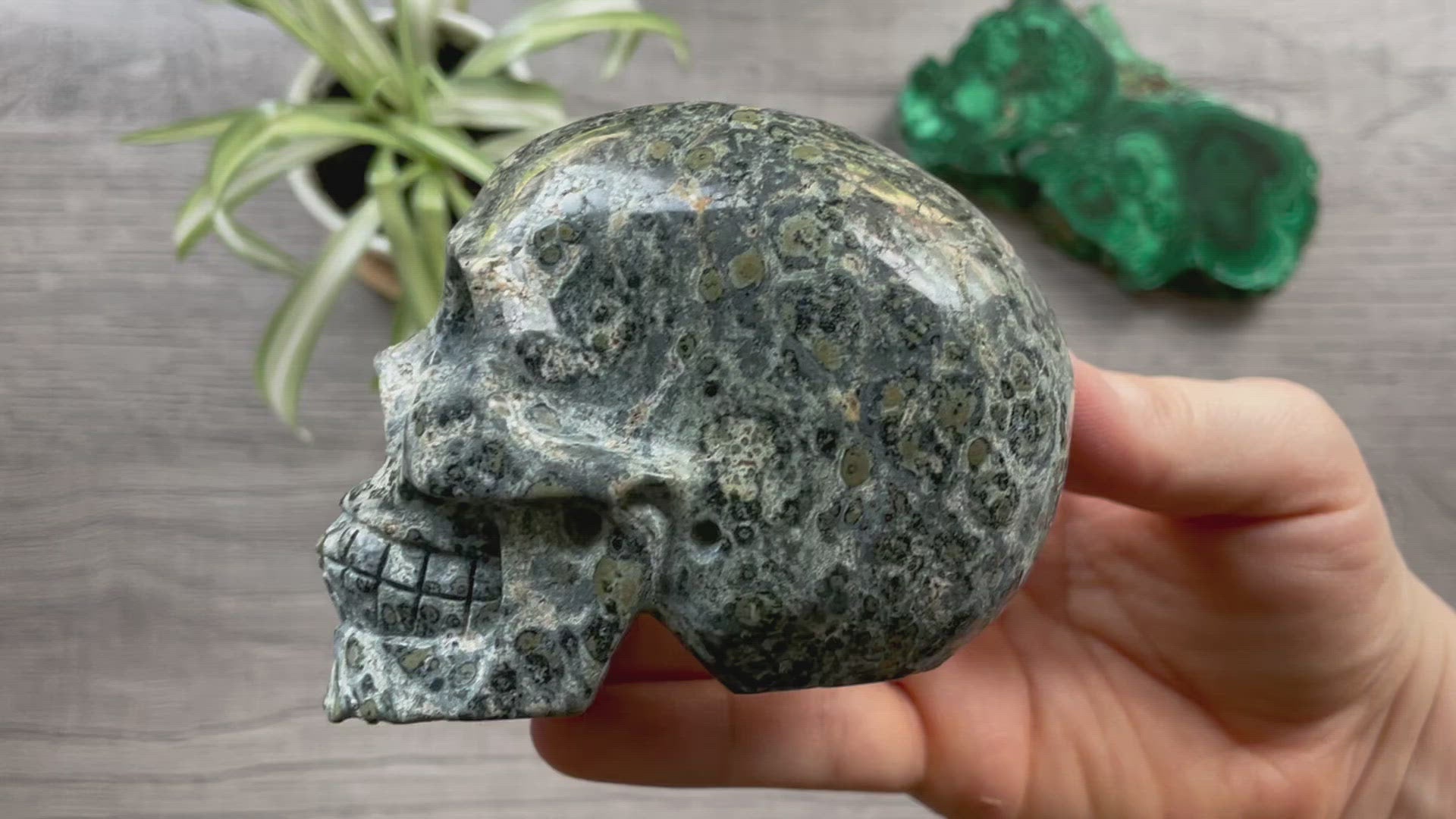 Kambaba Jasper Crystal Skull .55kg - The Wandering Fox Emporium, Your Metaphysical Store video