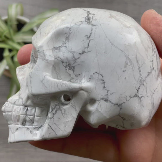 Howlite Crystal Skull .55kg - The Wandering Fox Emporium, Your Metaphysical Store video