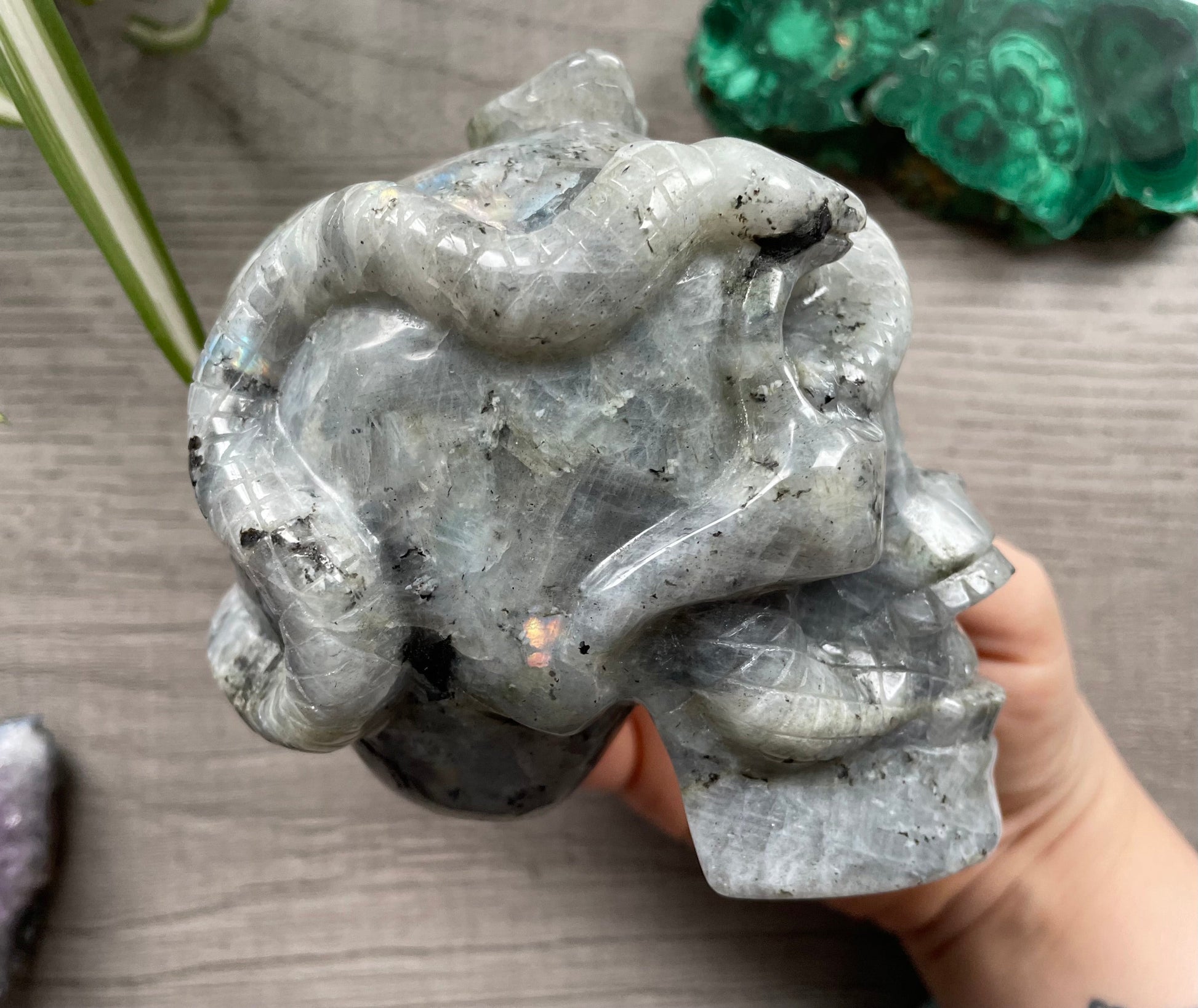 Labradorite Skull with Snakes 1kg - The Wandering Fox Emporium, Your Crystal Store right