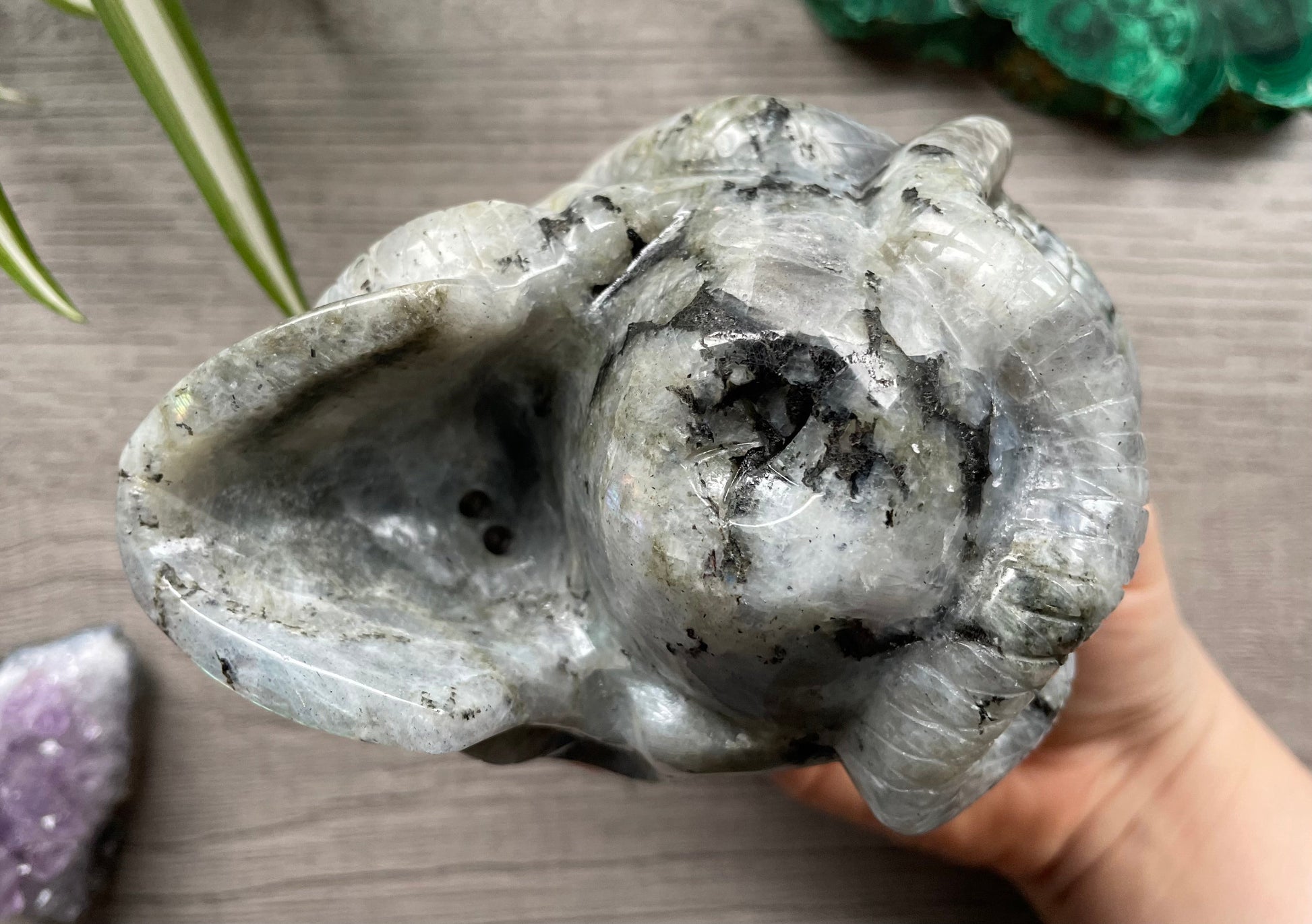 Labradorite Skull with Snakes 1kg - The Wandering Fox Emporium, Your Crystal Store bottom