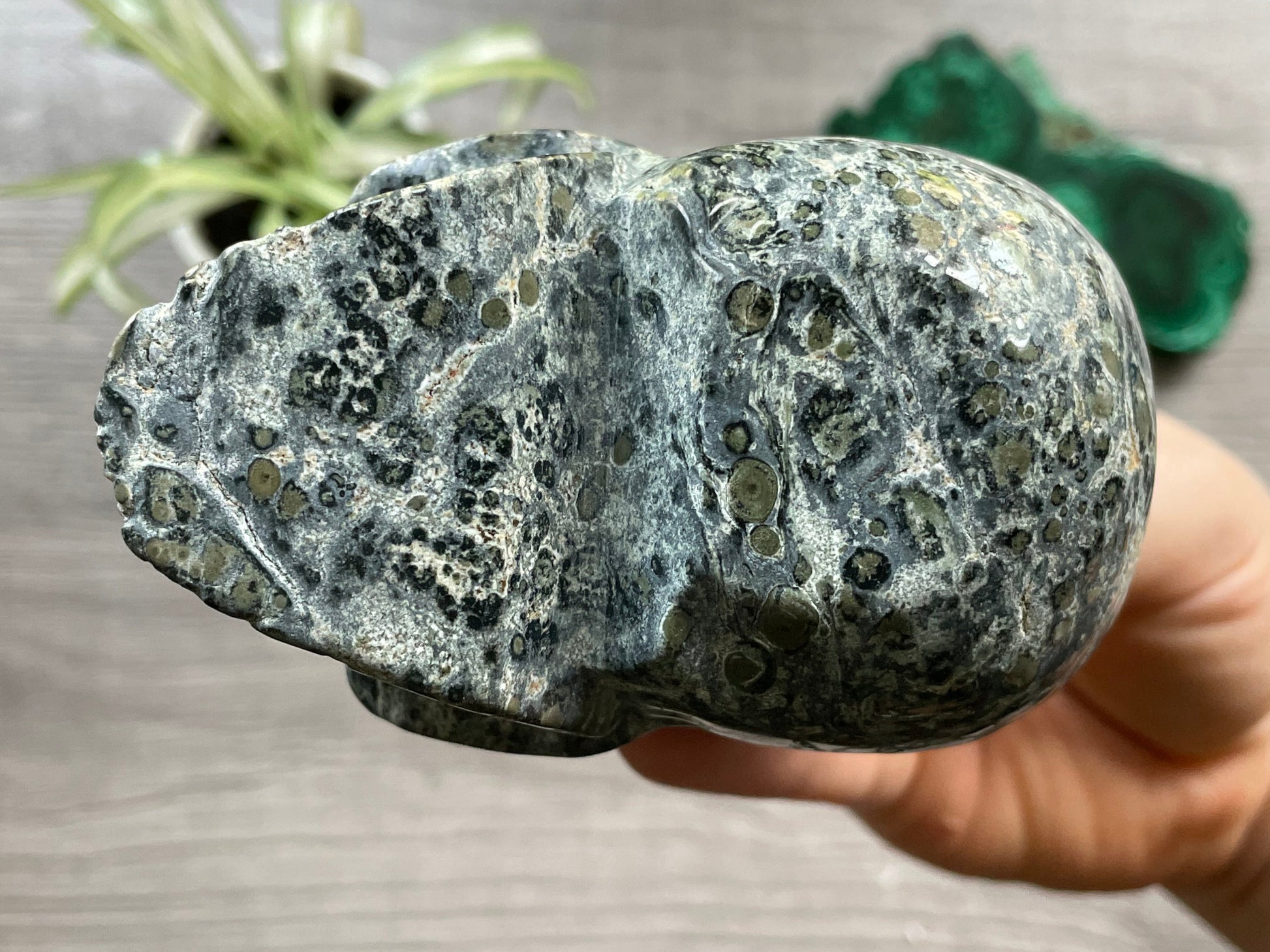 Kambaba Jasper Crystal Skull .55kg - The Wandering Fox Emporium, Your Metaphysical Store bottom