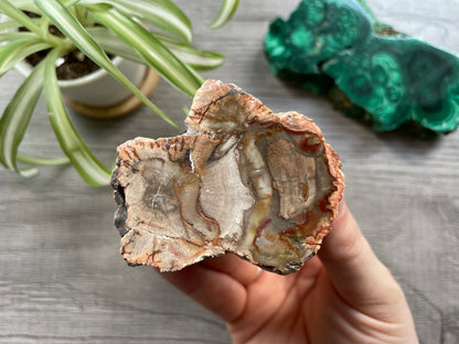 Petrified Wood Stump (B) top
