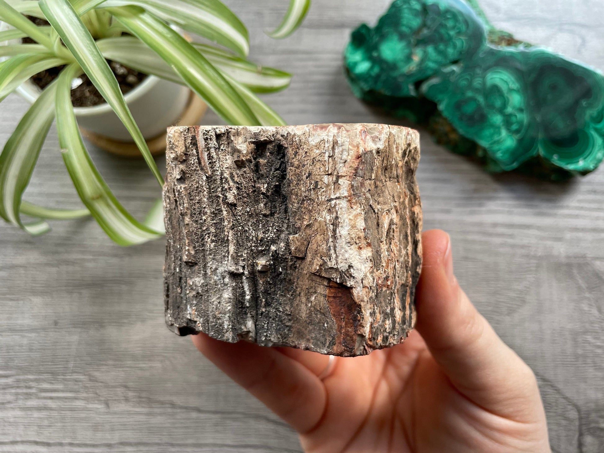 Petrified Wood Stump (B) side 3