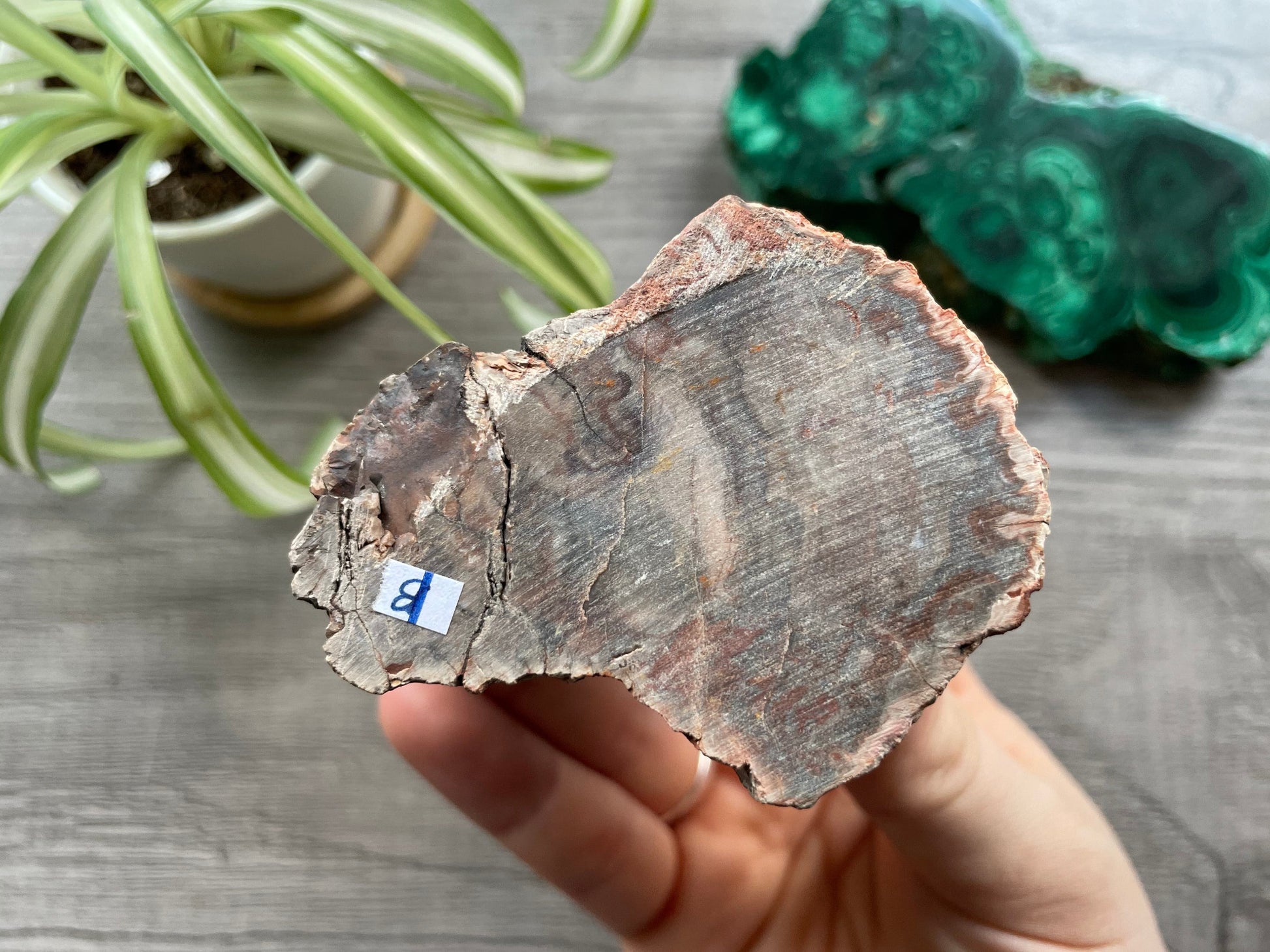 Petrified Wood Stump (B) bottom